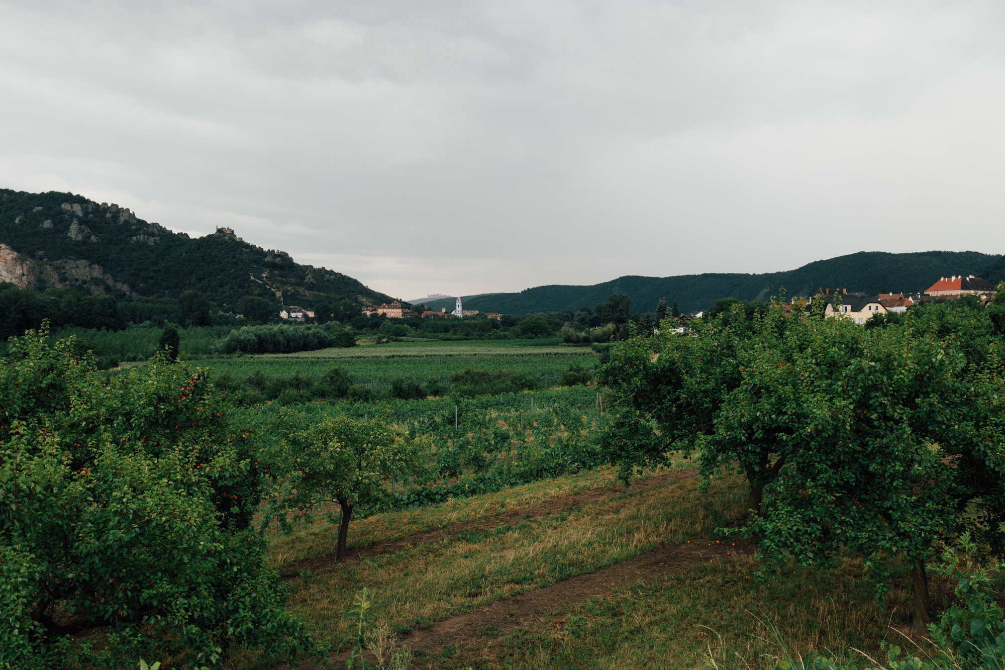 Don_Marillo_Wachau_fotografiert_von_Julius_Hirtzberger-114