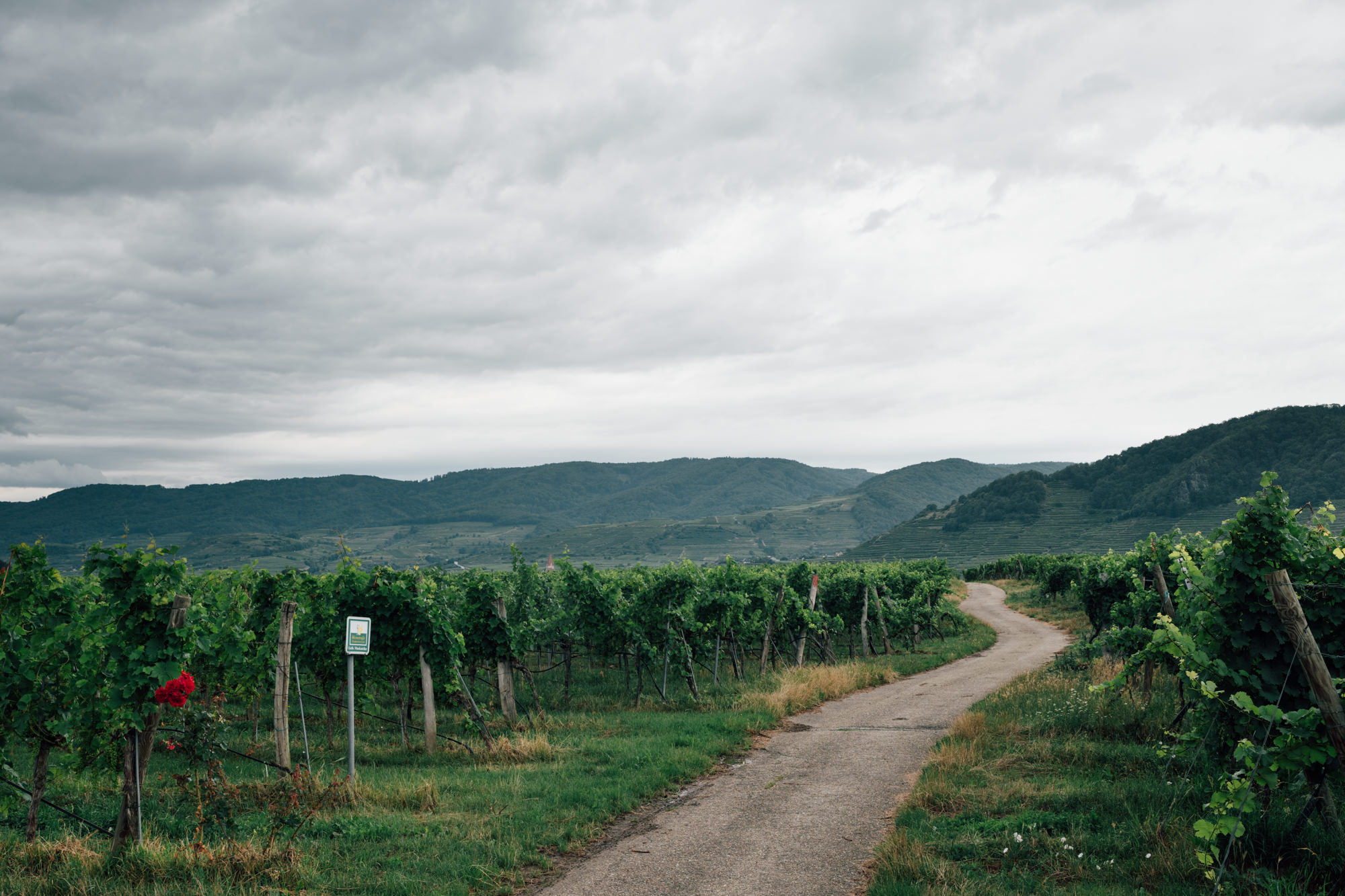 Don_Marillo_Wachau_fotografiert_von_Julius_Hirtzberger-116